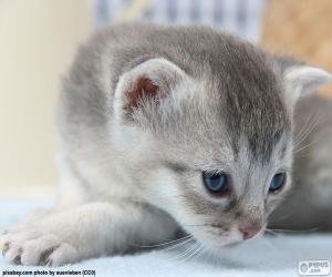 yapboz Gri mavi gözlü kedi